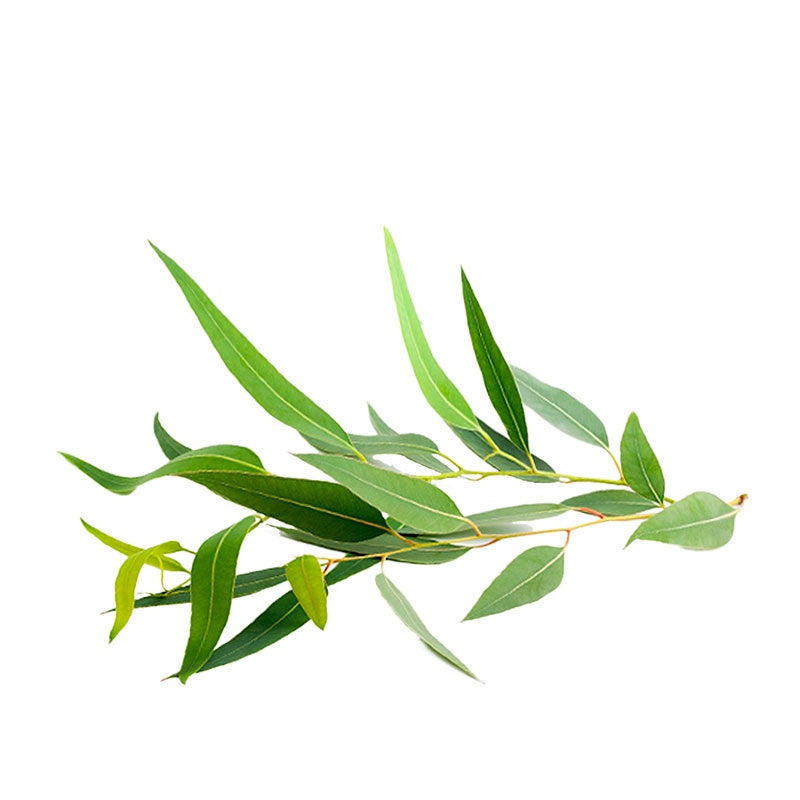 Parfum - EUCALYPTUS