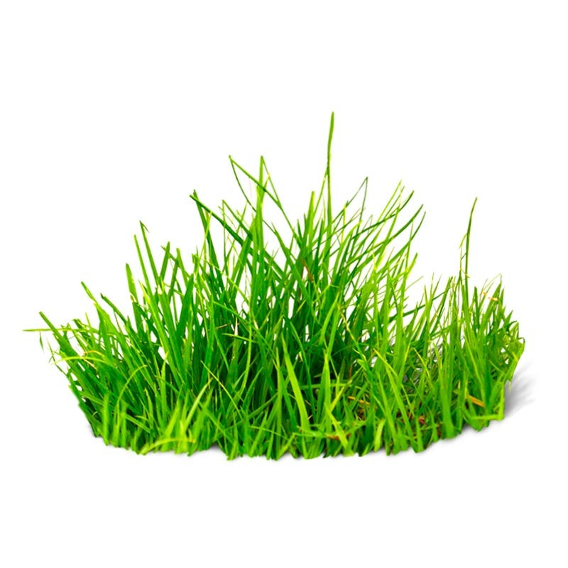 Parfum - HERBE FRAICHE