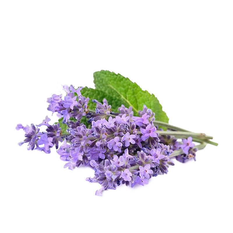 Parfum - LAVANDE