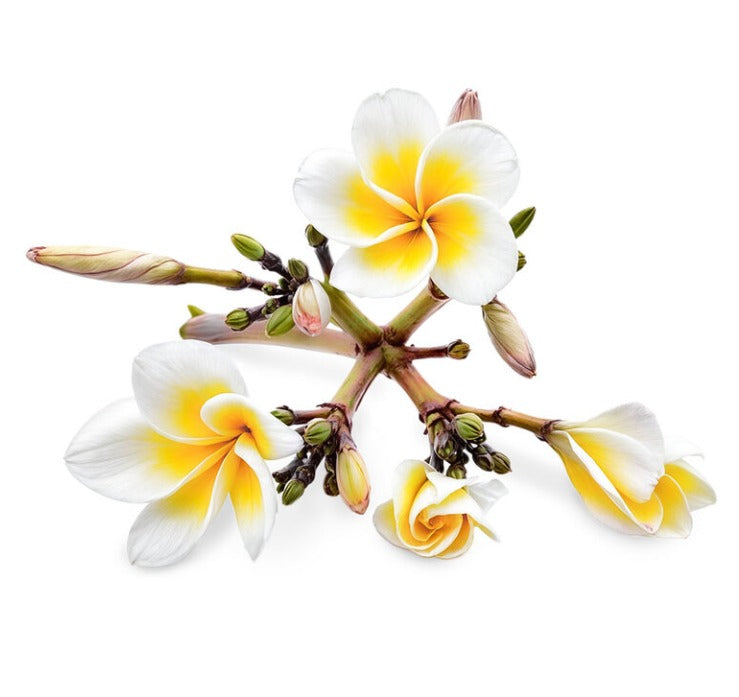 Parfum - FLEUR DE MONOÏ